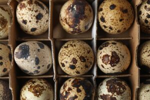 Oeufs de caille - boîte de 18