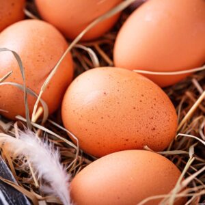 Oeufs de poule frais dans un nichoir